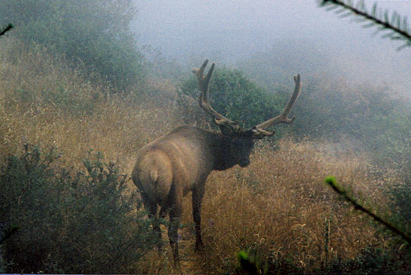 Local Elk | Howard Creek Ranch